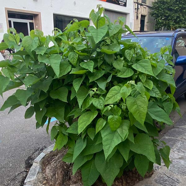 Mirem enrere per avançar